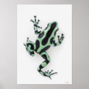 Search for poison dart frog posters Animal