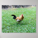 Search for hens posters Animal