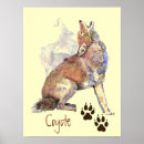 Search for coyotes posters Nature