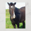 Search for apha Horse