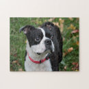 Search for cute boston terrier puzzles Pet
