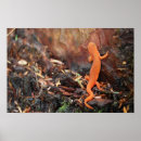Search for salamander posters Orange