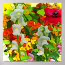 Search for nasturtium art Gardening
