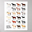 Search for colour chart posters Horse