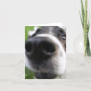 Search for border closed Dog