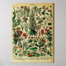 Search for adolphe millot posters Flowers