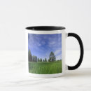 Search for pinus Nature