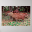 Search for capybara art Wildlife