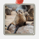 Search for baby seal christmas tree decorations Cute