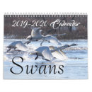 Search for swans swan calendars Birds