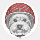 Search for vintage helmet stickers Aviator