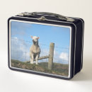 Search for sheep lunch boxes Lambs