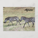 Search for zebra postcards Landscape
