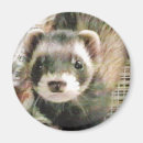 Search for ferret magnets Animal