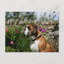 Search for dog and flowers postcards Boxer