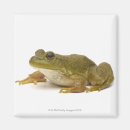Search for common magnets Wildlife