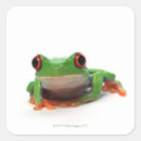 Search for tree frog stickers Sitting