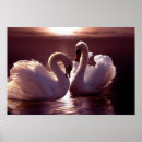 Search for swan love posters Couple