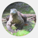 Search for komodo stickers Reptile