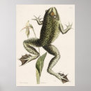 Search for frog illustration posters Vintage