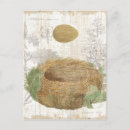 Search for bird eggs postcards Birds