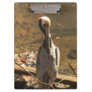 Search for brown beak Nature