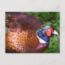 Search for red wood postcards Blue
