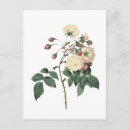 Search for botanic postcards For her