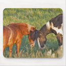 Search for roosevelt theodore electronics Wild horse