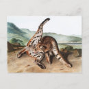 Search for rufus postcards Wildlife