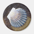 Search for seaweed magnets Seashell