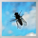 Search for flying insect posters Flies