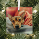 Search for miniature tree Puppy