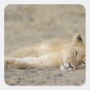 Search for kenya lion stickers Nature
