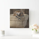 Search for hedgehog clocks Germany