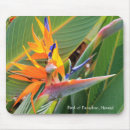 Search for pretty bird mousepads Tropical