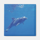 Search for habitat magnets Sea