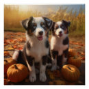 Search for australian shepherd puppy posters Animal