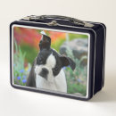 Search for photo lunch boxes Dog