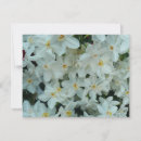 Search for paperwhite cards Floral