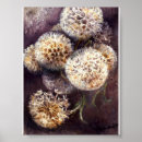 Search for fluffy white posters Dandelion