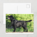 Search for black labrador retriever postcards Chocolate lab