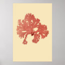 Search for seaweed posters Antique