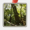 Search for caribbean the christmas tree decorations Nature