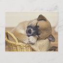 Search for dog behaviour postcards Indoors