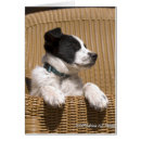 Search for spotted dog cards Pets