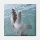 Search for common dolphin Nature