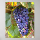 Search for viticulture posters Countryside