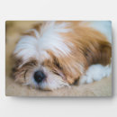 Search for shih tzu gifts Puppy