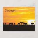 Search for savanna postcards Serengeti
